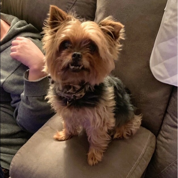 Meet your Posher, Sue - Picture 1 of 1